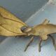 Vintage ashtray insect