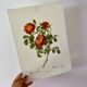 Affiche vintage, rosier d'amour de pj redouté
