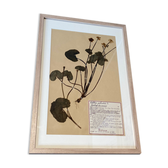 Ancient herbarium