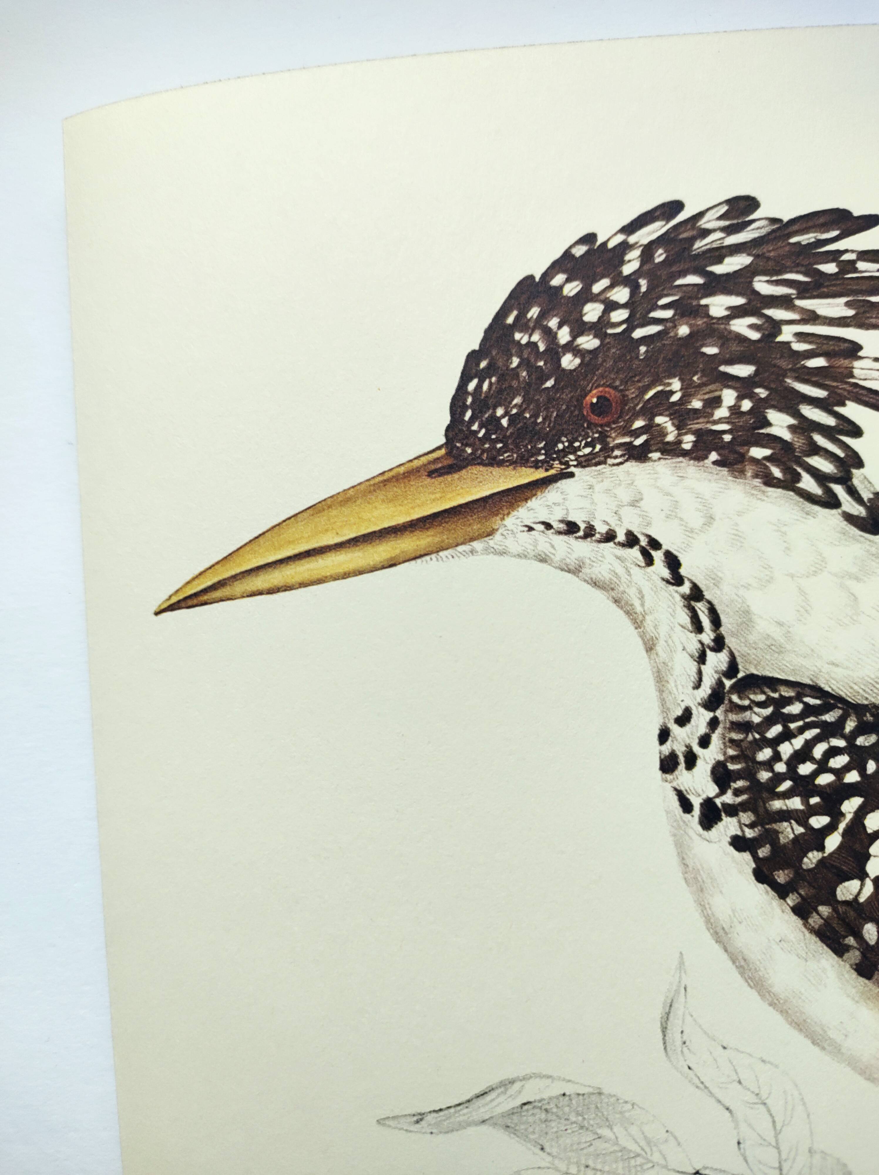 Antique plate - Kingfisher - bird and nature, Vintage 1970