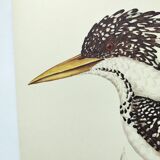 Antique plate - Kingfisher - bird and nature, Vintage 1970