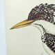 Planche ancienne -Roi des Martins-Pêcheurs- oiseau et nature, Vintage 1970