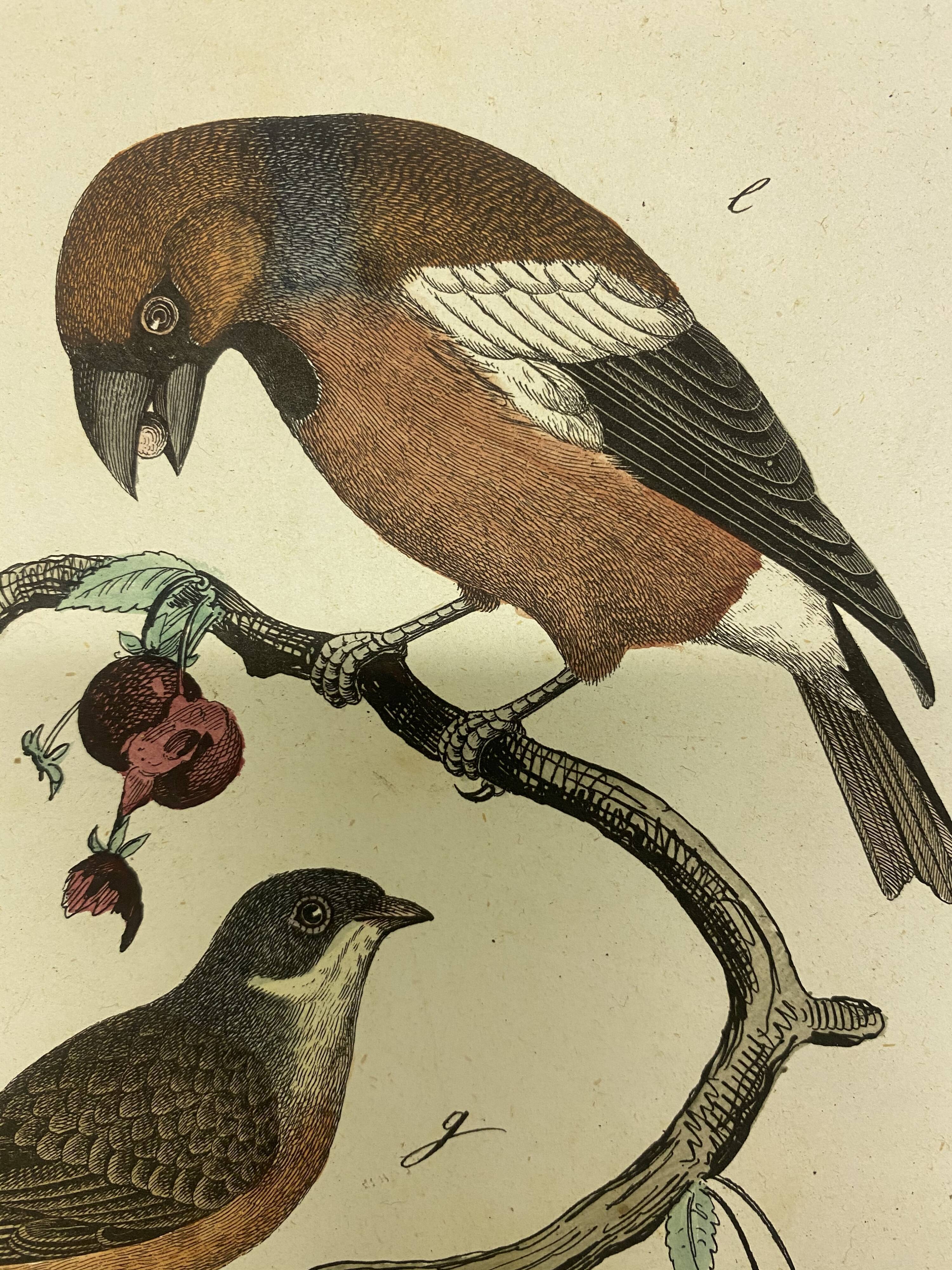 Naturalistic engraving birds