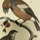 Naturalistic engraving birds