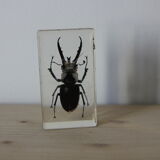 Inclusion in lucan beetle resin