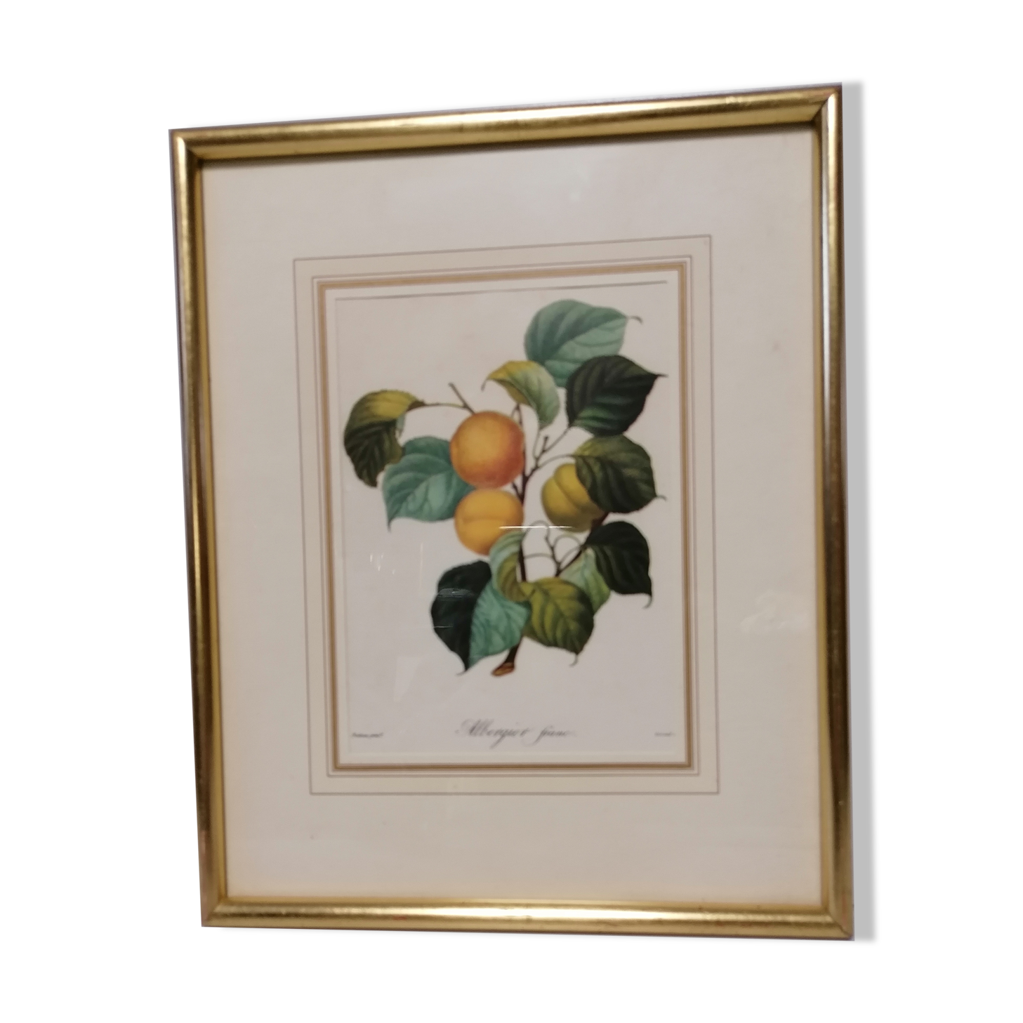 Lithograph fruit engraving