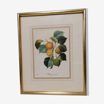 Lithographie gravure fruit