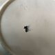 Thistle-decorated barbotine plate