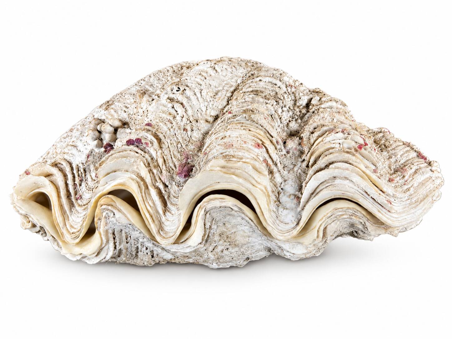 Natural two-valve scallop shell – Curiosity cabinet – 22 cm