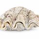 Natural two-valve scallop shell – Curiosity cabinet – 22 cm