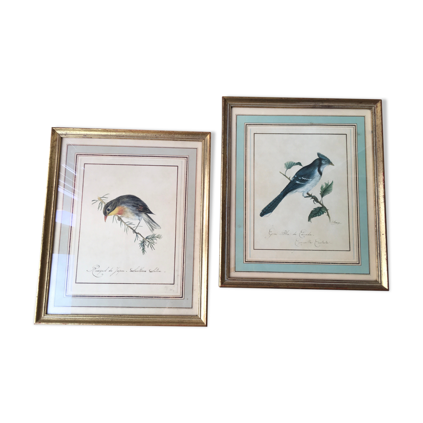 Paire de cadres, gravures anciennes oiseaux