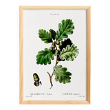 Poster on the Oak (2), after an engraving from 1802