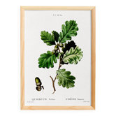 Poster on the Oak (2), after an engraving from 1802