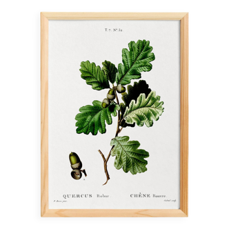 Poster on the Oak (2), after an engraving from 1802