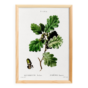 Affiche sur le Chêne (2), d'après une gravure de 1802
