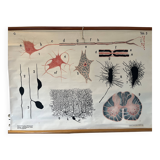 Zoological poster, cell of the animal body
