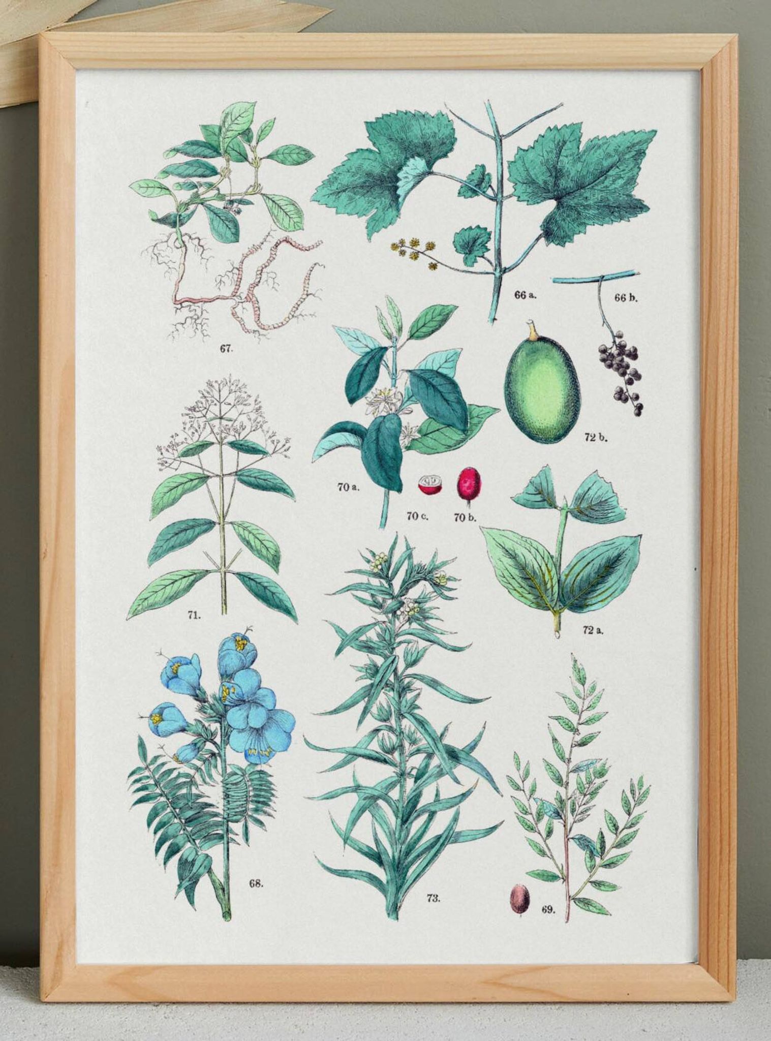 Plant poster based on an 1881 engraving "vine and coffee"