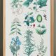 Plant poster based on an 1881 engraving "vine and coffee"