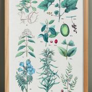 Plant poster based on an 1881 engraving "vine and coffee"