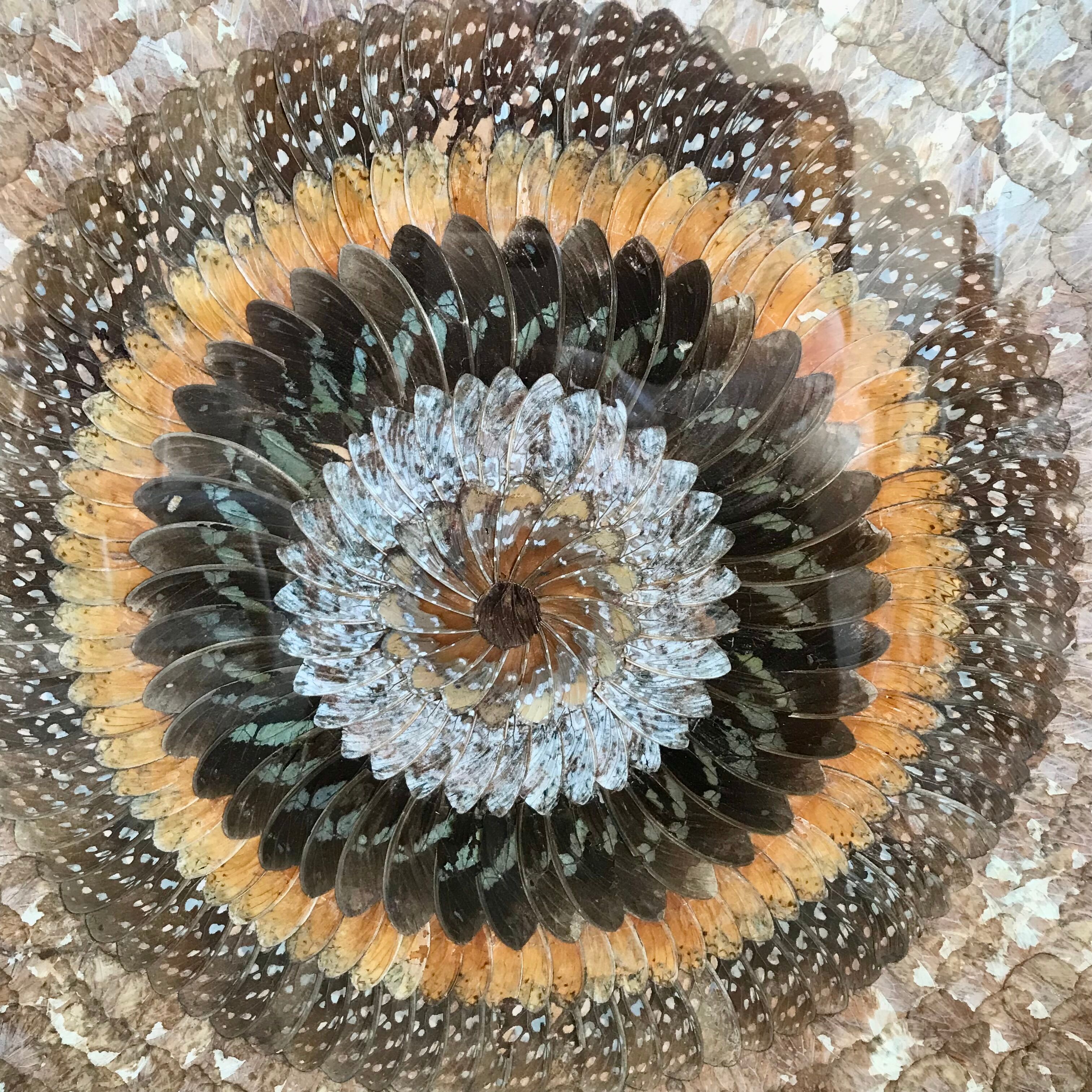 Frame under glass butterfly wings