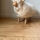 Mouton