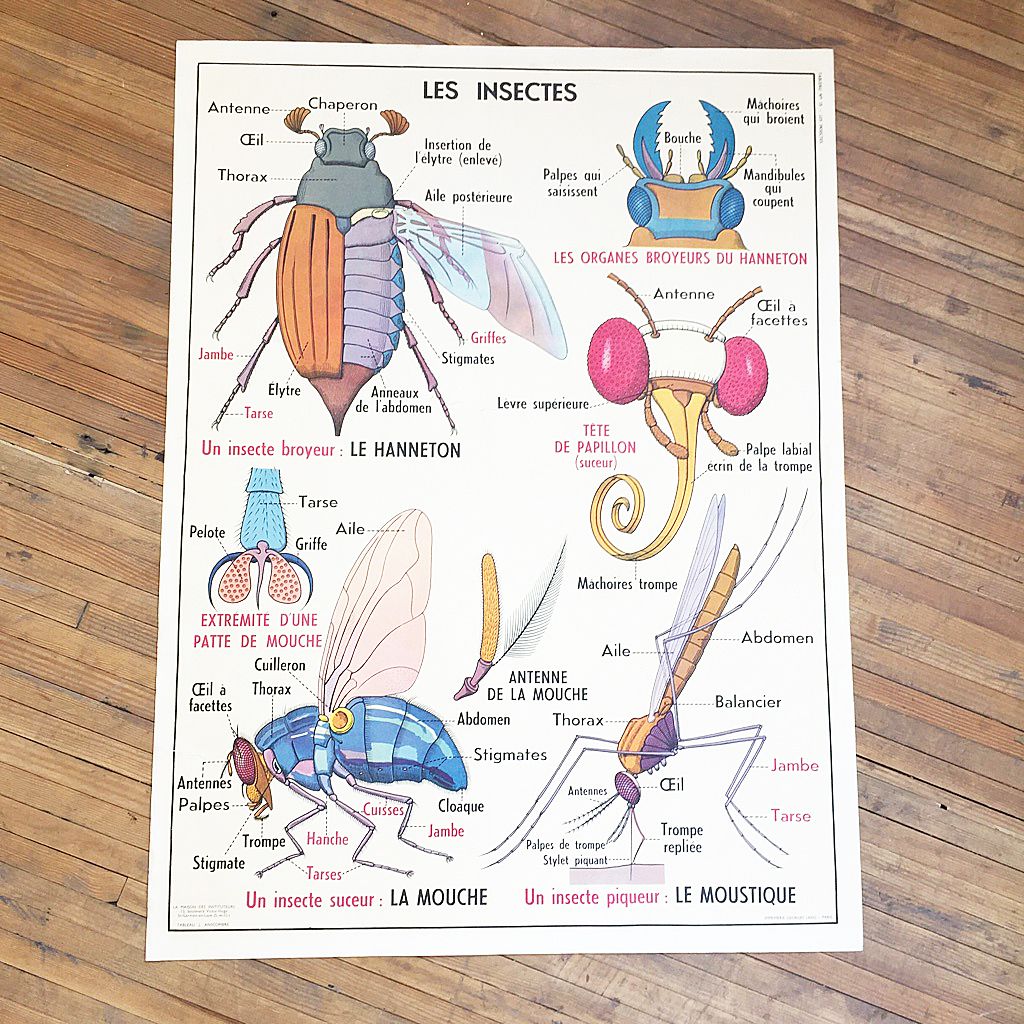 Affiche scolaire Les Invertébrés & insectes | Selency