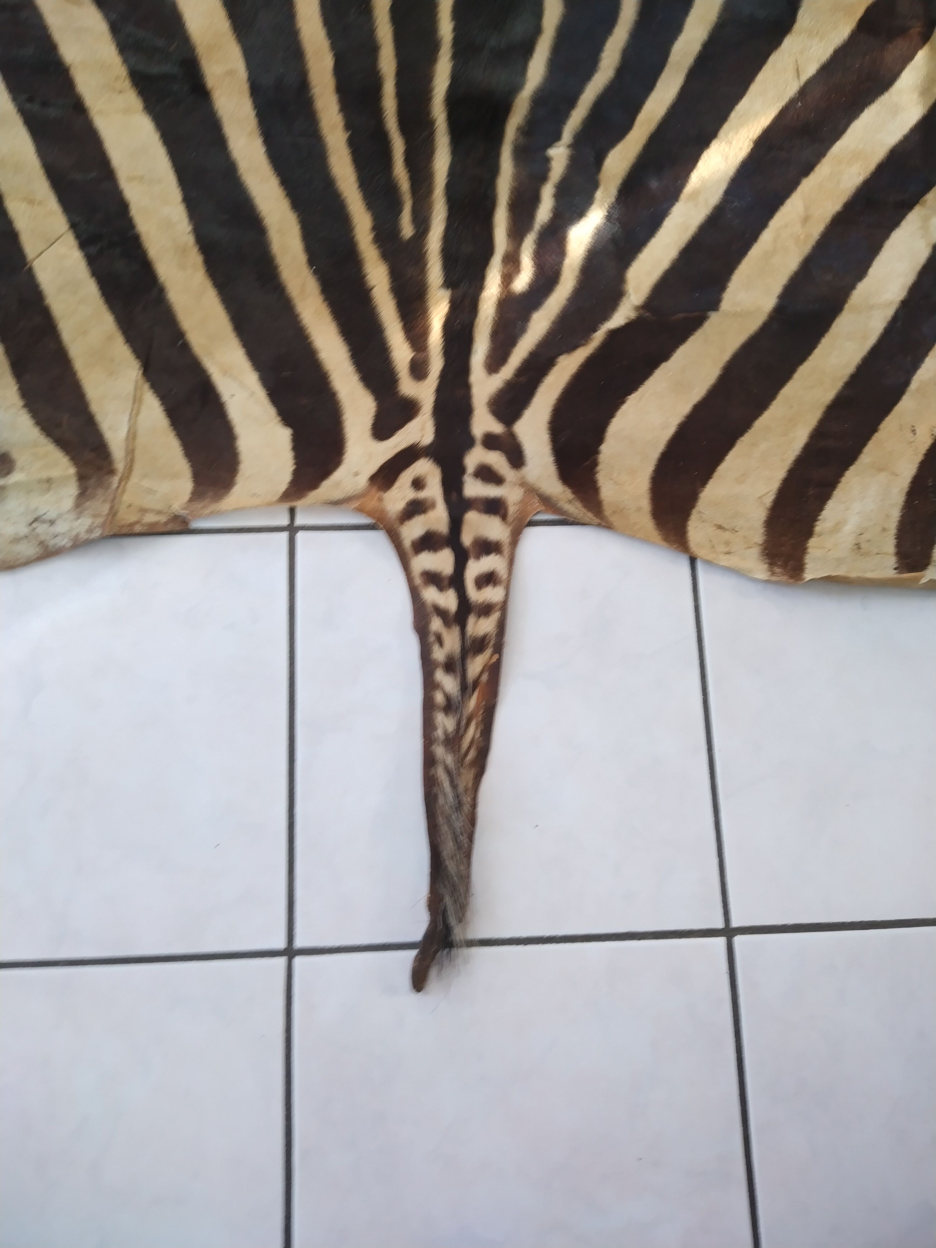 Zebra skin