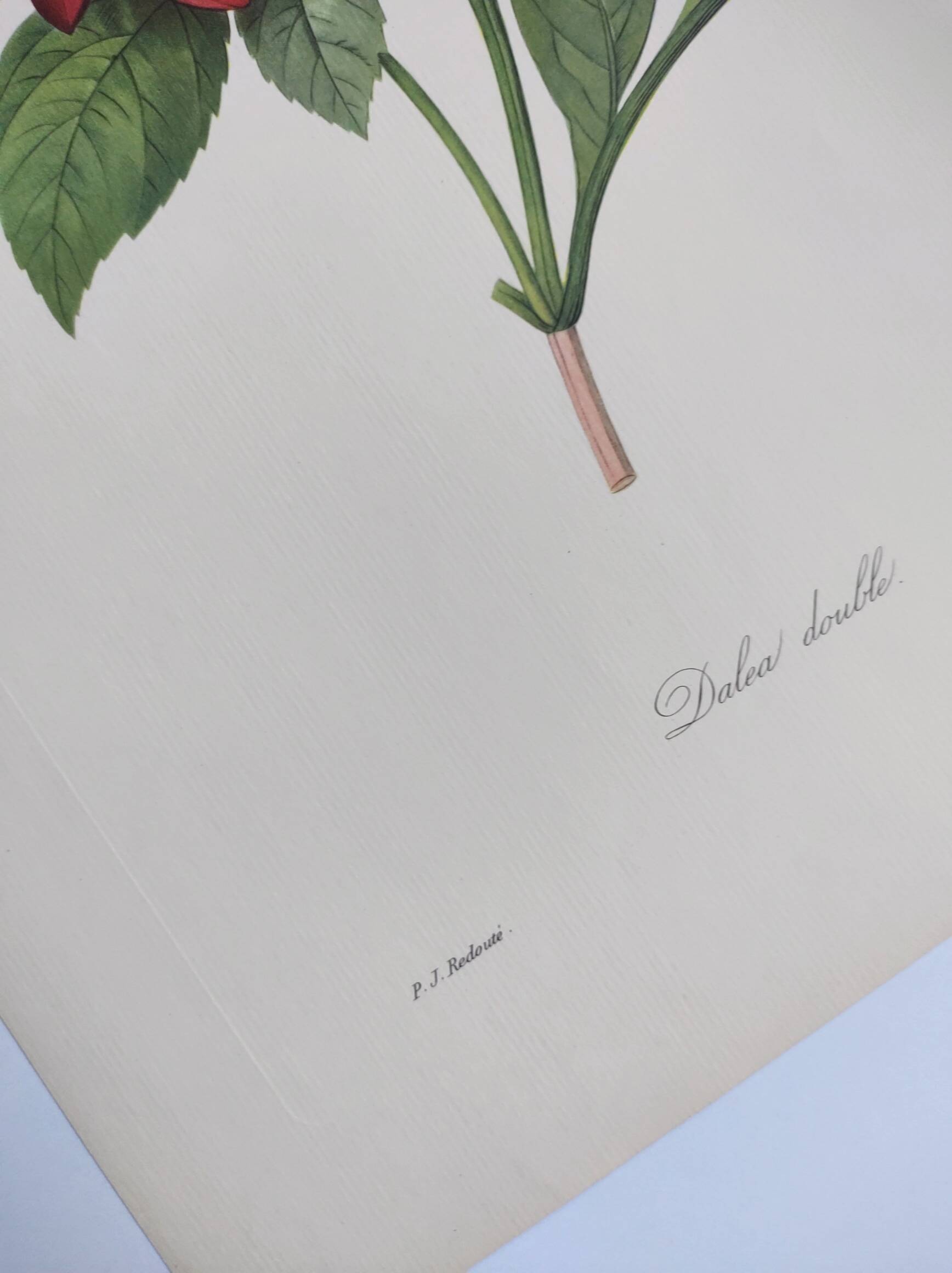 Vintage antique botanical -1955- Dalea double- engraving by PJ. Redouté