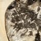 Very large empty pocket or dish in petrified wood