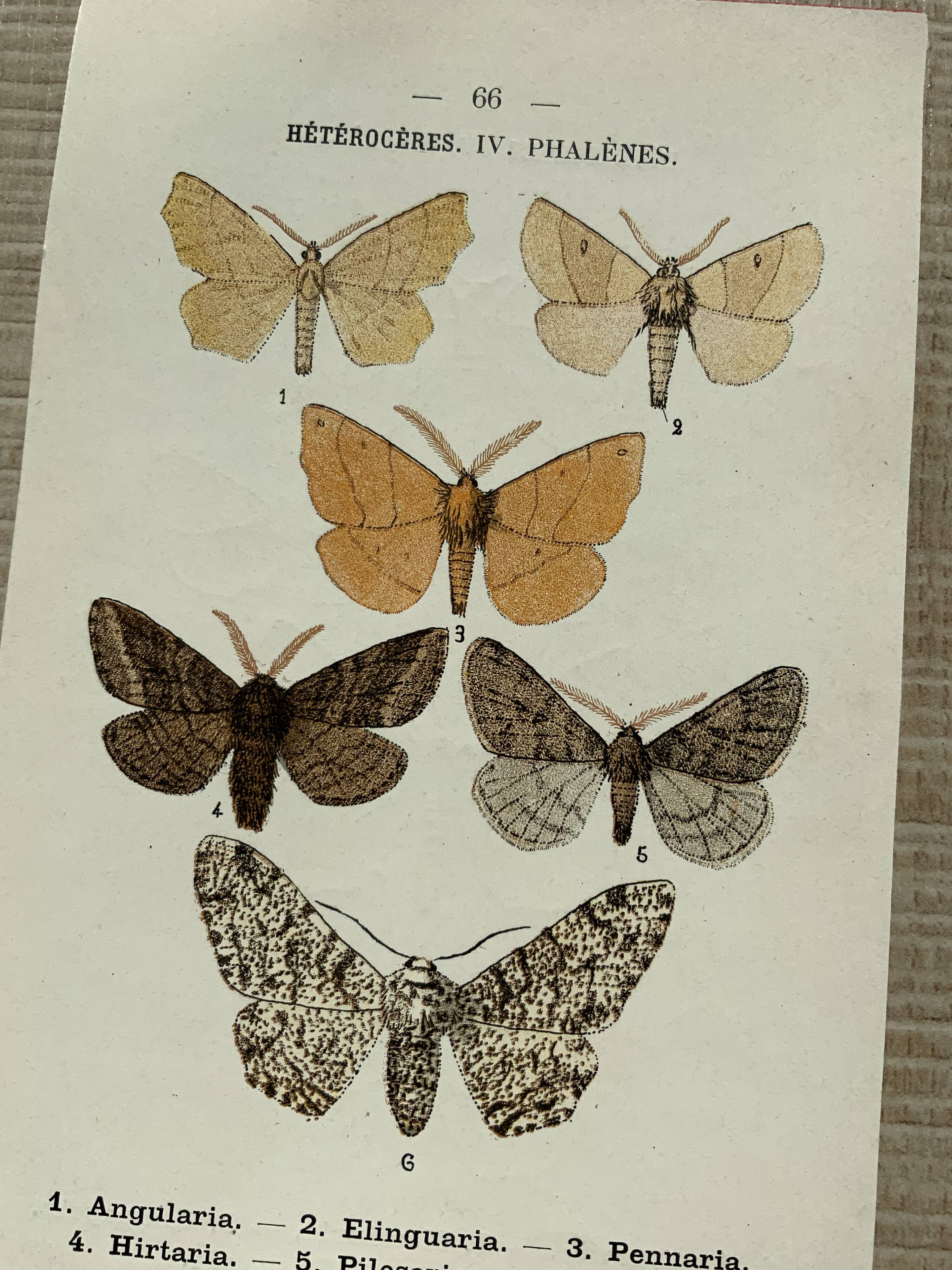 Vintage botanical plate antique engraving 1903 naturalistic work butterflies