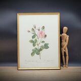 Lithograph under frame rose agathe meat