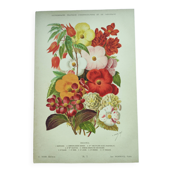 Gravure botanique de 1897, Begonia — Beyit