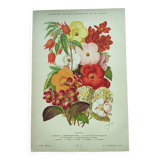 Botanical engraving from 1897. Begonia. Antique plate. Flower lithograph.