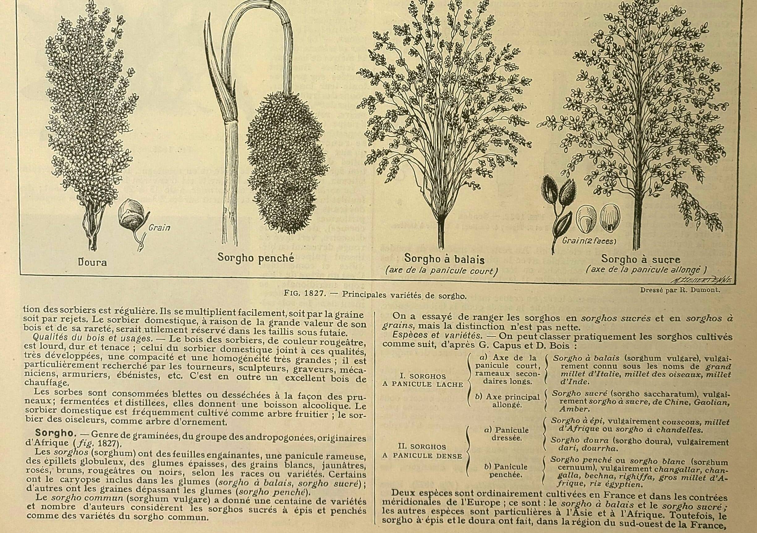 Botanical plate 1921 A. Millot - Sorghum, varieties, plant - engraving