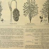Botanical plate 1921 A. Millot - Sorghum, varieties, plant - engraving