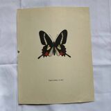 Antique Butterfly Engraving Lithograph Naturalist Botanical Plate