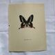Old Engraving Butterfly Lithograph Naturalist Botanical Plate