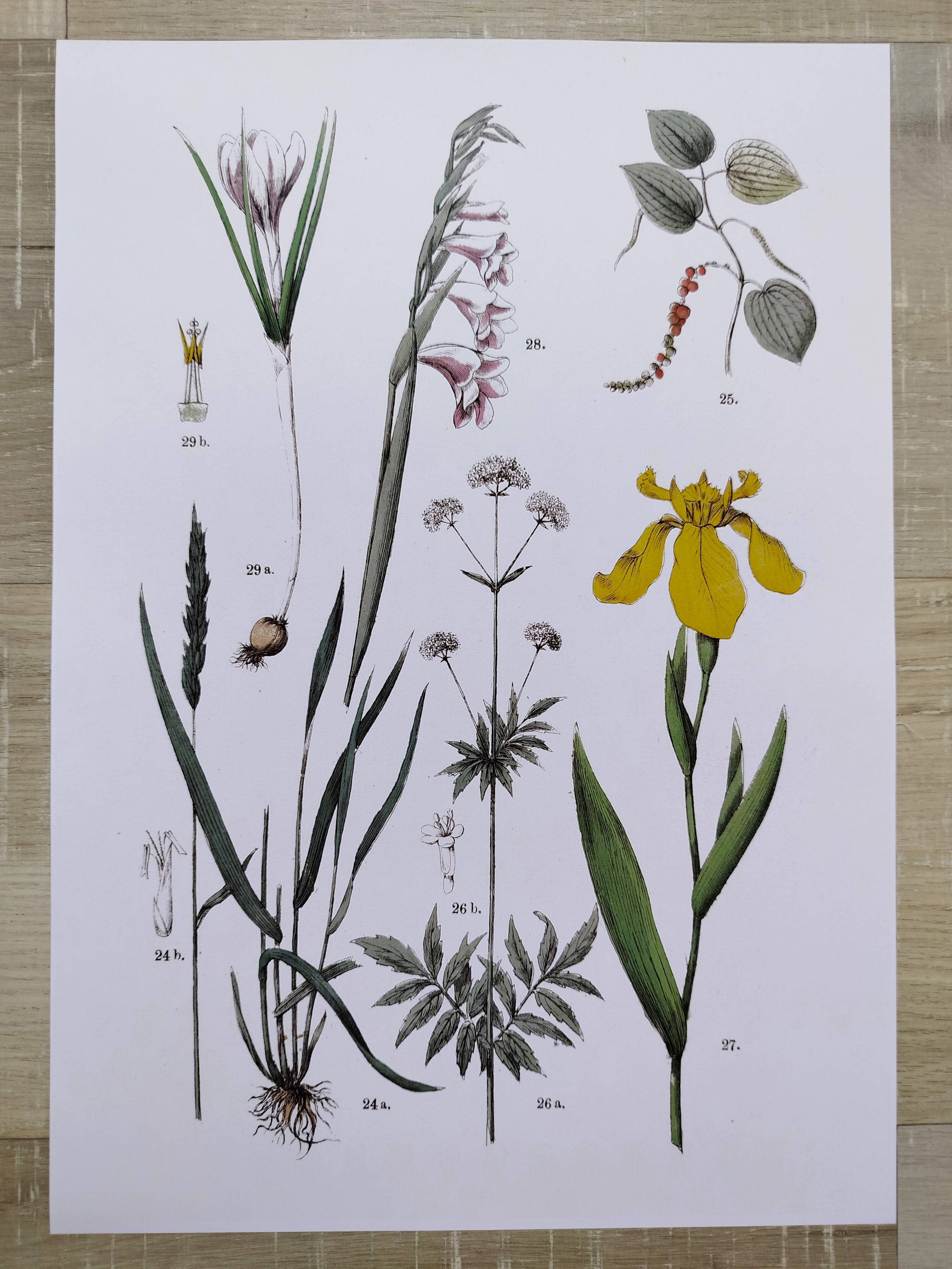 Plant poster based on an 1881 engraving "iris"