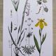 Plant poster based on an 1881 engraving "iris"