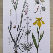 Affiche sur les plantes d'après une gravure de 1881 "iris"