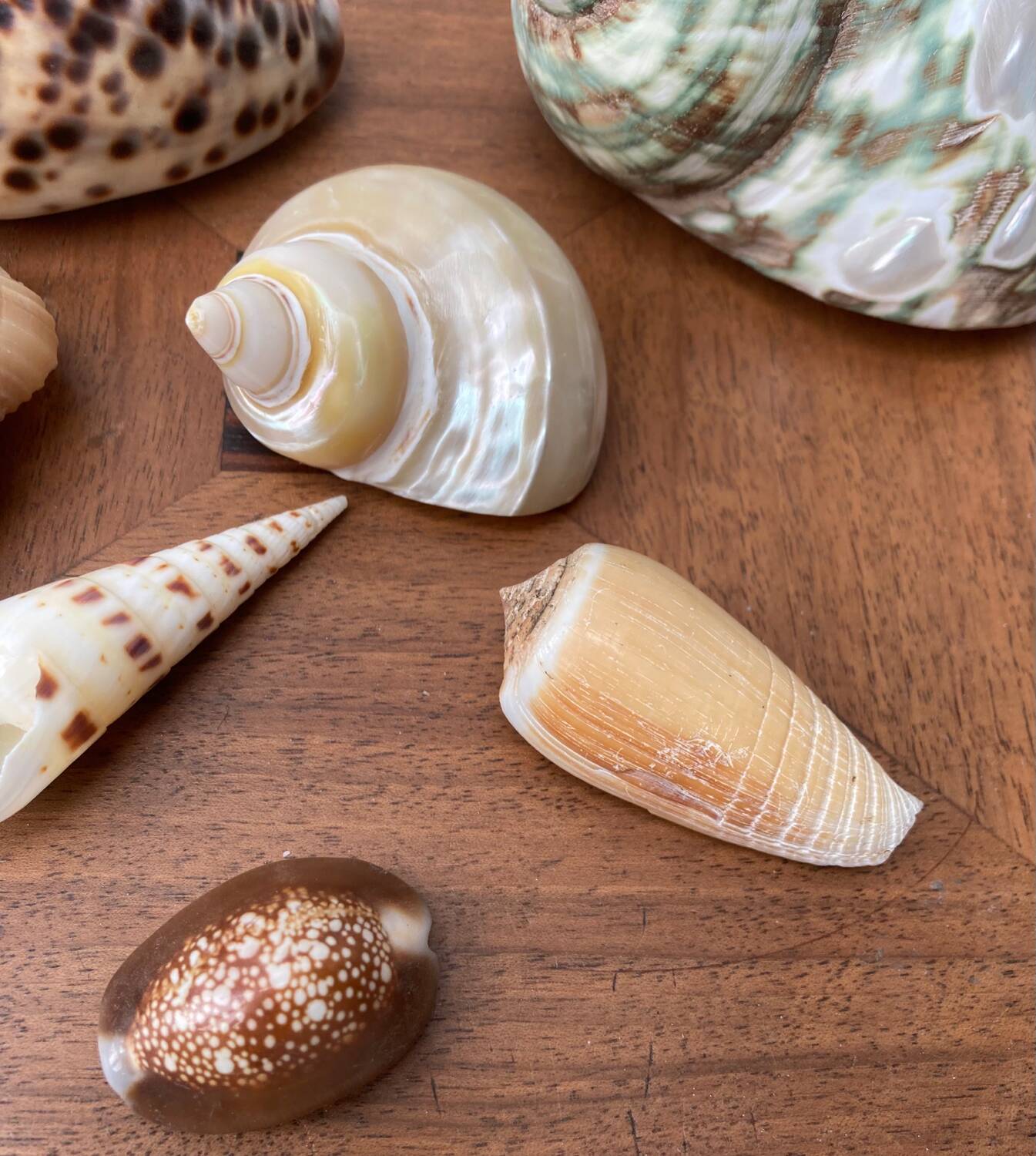 80s Seashell Set