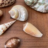80s Seashell Set