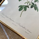Lithograph PJ Redouté