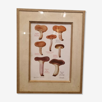Frame botanical board mushrooms
