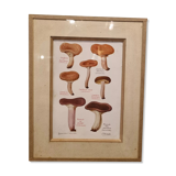 Frame botanical board mushrooms
