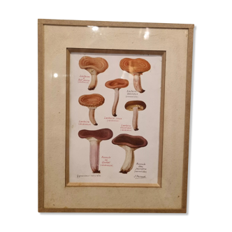 Frame botanical board mushrooms