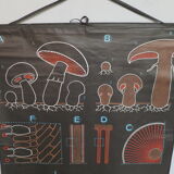 Vintage poster Dr Audoux mushroom theme