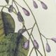 Gravure ancienne oiseau -Gros Bec Violet- Planche animal et nature de Seligmann & Catesby