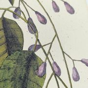 Old bird engraving - Gros Bec Violet - Animal and nature board by Seligmann & Catesby