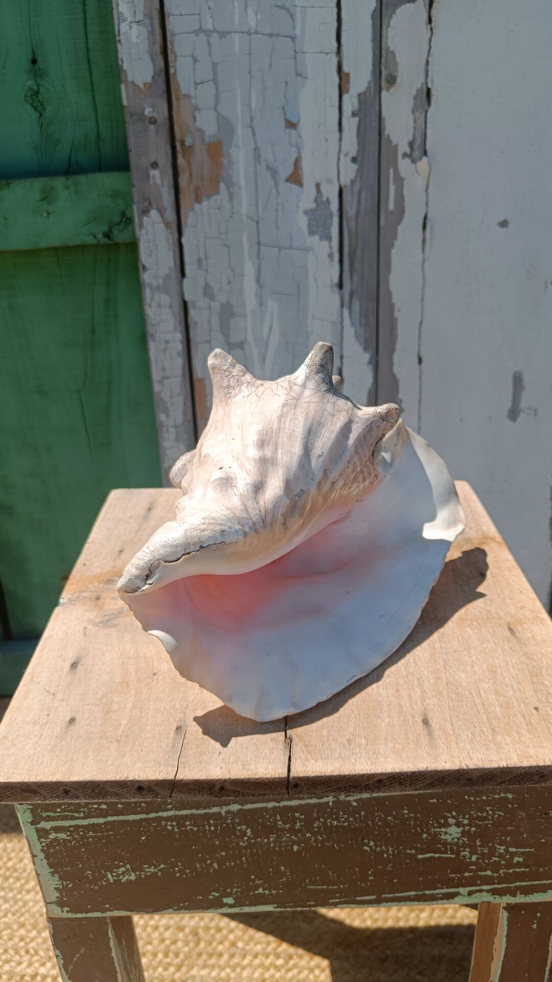 Coquillage conque  lambi